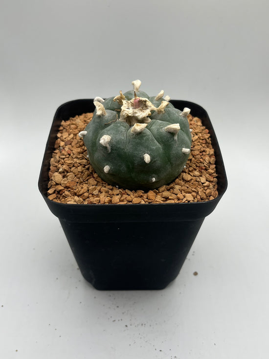 Button Cactus