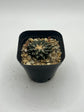 Ariocarpus kotschoubeyanus