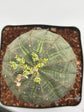 Euphorbia obesa (female)