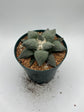 Ariocarpus Retusus