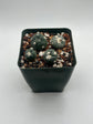 Alberto Button Cactus (4 pack) (Copy)