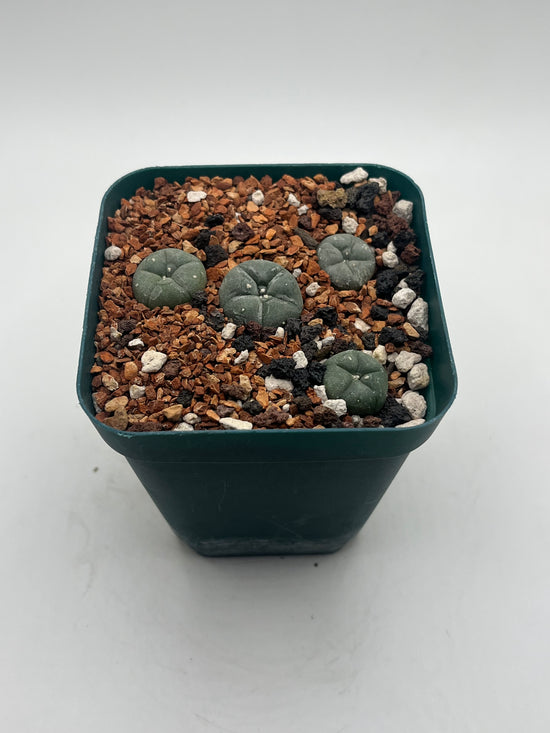 Button Cactus (4 pack)