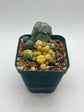 Variegated Button Cactus
