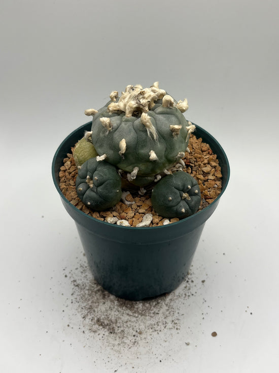 Button Cactus with pups