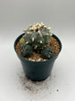 Button Cactus with pups