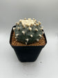 Button Cactus