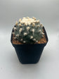 Button Cactus