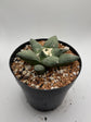 Ariocarpus Retusus