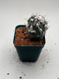 Turbinicarpus lophophoroides × jauernigii