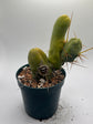 Little Wiener Cactus