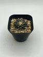 Ariocarpus kotschoubeyanus