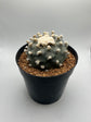 Button Cactus