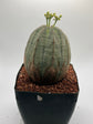 Euphorbia obesa (female)