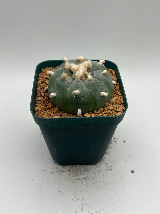 Button Cactus