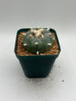 Button Cactus