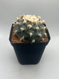 Button Cactus