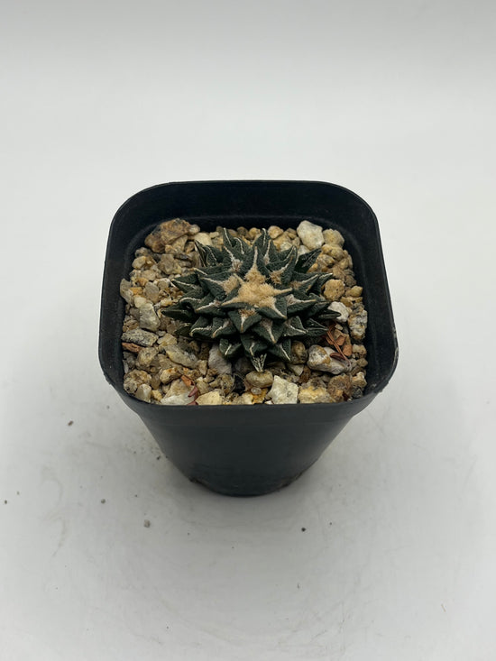 Ariocarpus kotschoubeyanus