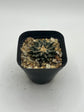 Ariocarpus kotschoubeyanus