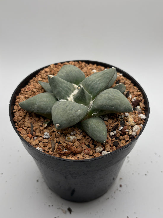 Ariocarpus Retusus