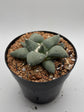 Ariocarpus Retusus