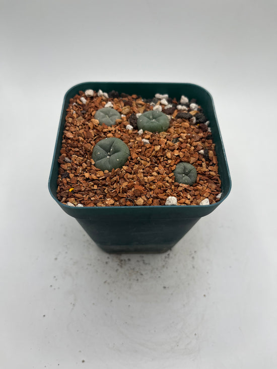 Button Cactus (4 pack)