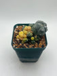 Variegated Button Cactus