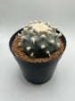 Button Cactus