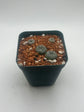 Button Cactus (4 pack)