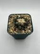 Ariocarpus hintonii