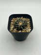 Ariocarpus kotschoubeyanus