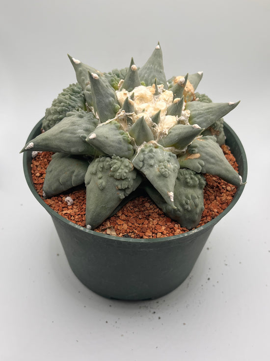 Ariocarpus Retusus Cauliflower