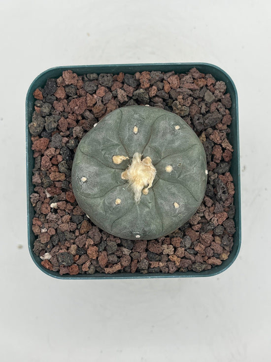Button Cactus