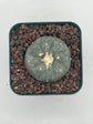 Button Cactus