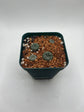 Button Cactus (4 pack)