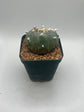 Button Cactus