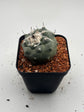 Turbinicarpus lophophoroides × jauernigii