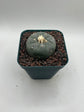 Button Cactus