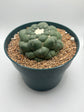 coryphantha elephantidens inermis