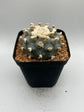 Button Cactus