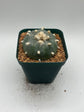 Button Cactus