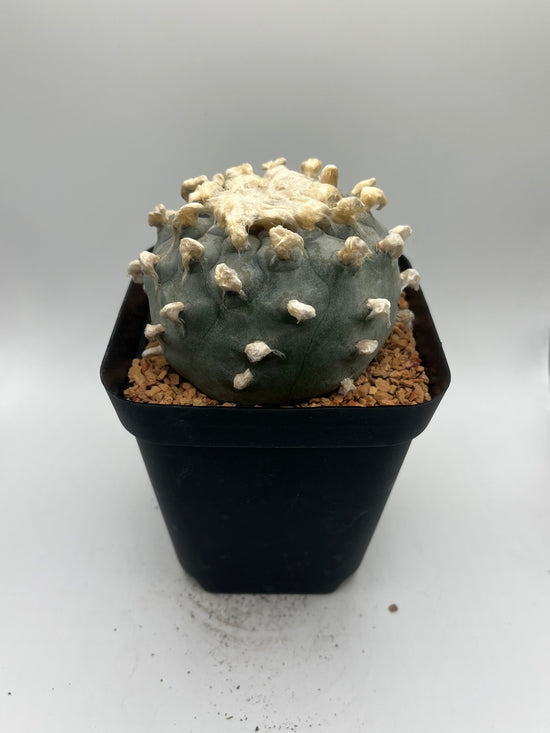 Button Cactus