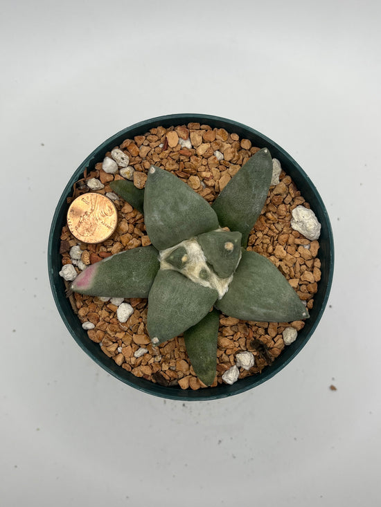 Ariocarpus Retusus (minor sunburn)