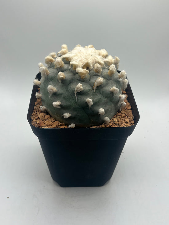 Button Cactus