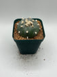 Button Cactus