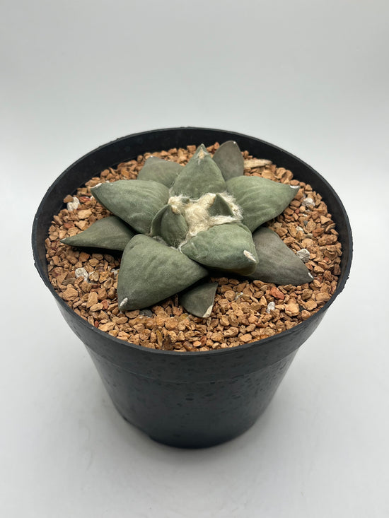 Ariocarpus Retusus