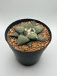 Ariocarpus Retusus