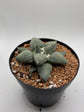 Ariocarpus Retusus