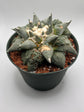 Ariocarpus Retusus Cauliflower