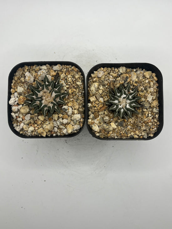 Ariocarpus kotschoubeyanus (2 pack )