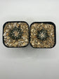 Ariocarpus kotschoubeyanus (2 pack )